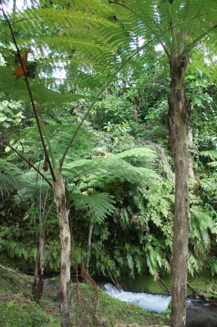 'Tree' ferns by the brook of Palogtoc